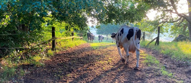 Cow Injuries Injuries and lesions | Cow Care Companion